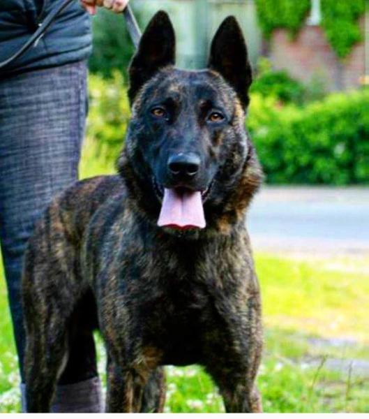 Curzon Von Tonsar