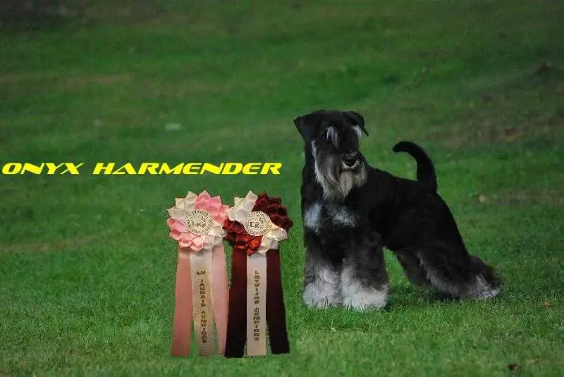 Onyx Harmender