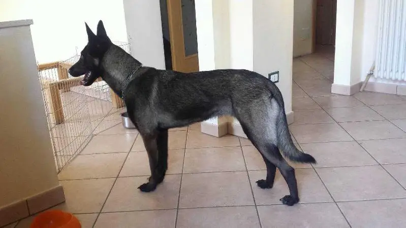 belgian malinois fawn sable