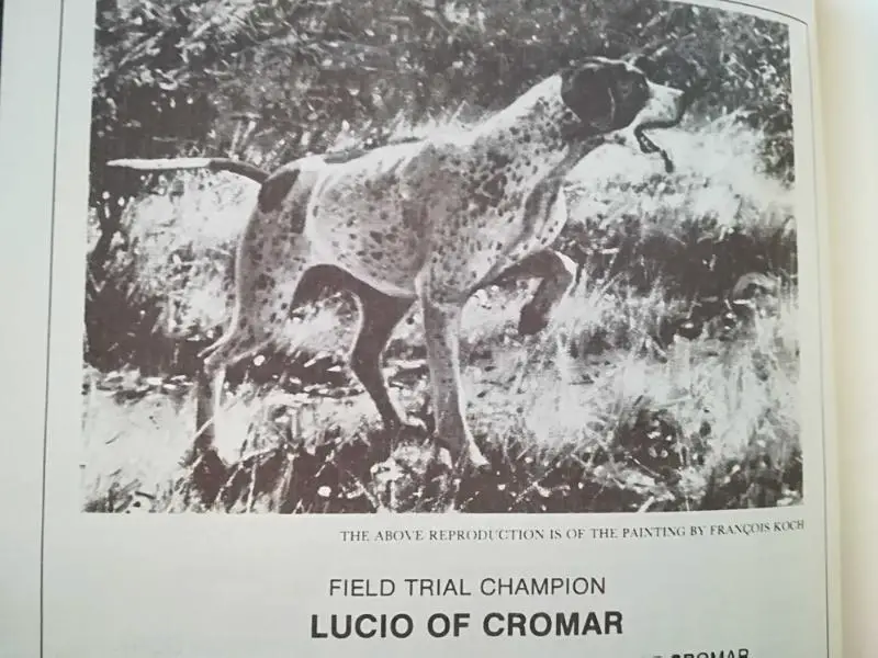 LUCIO OF CROMAR