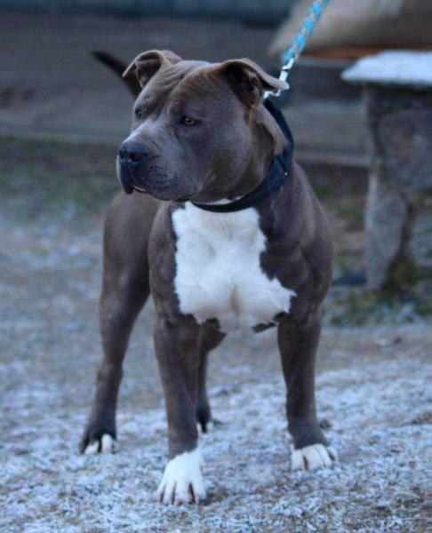 Wonderbaar Blue Amstaff Big Bang XI-66