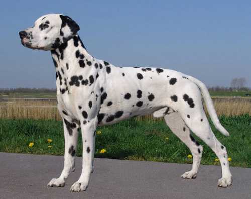 Spotnik`s Artic Adam
