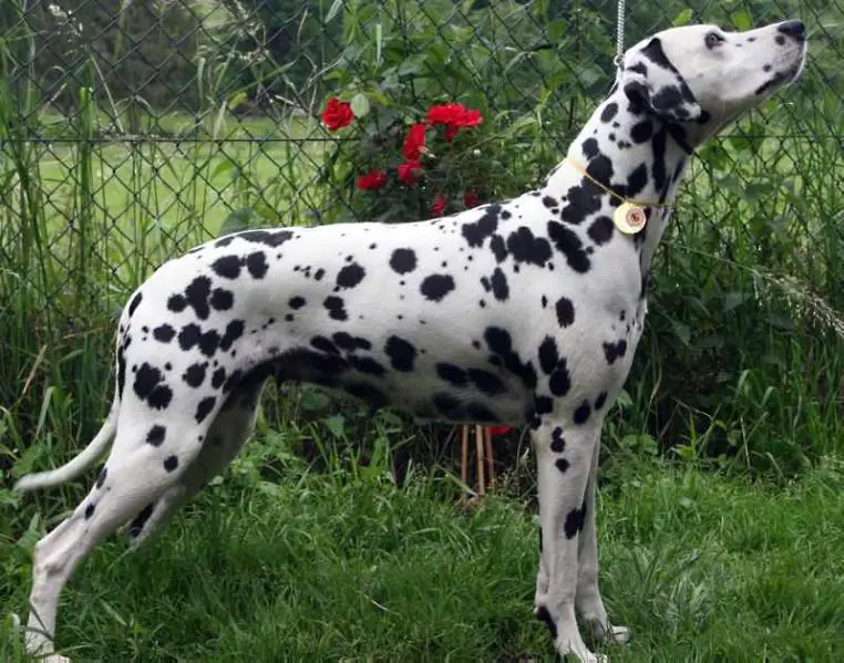 Mylady Diamond von Arabian`s Stud