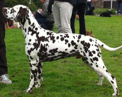 Quaterback Perfekt Time von Arabian`s Stud