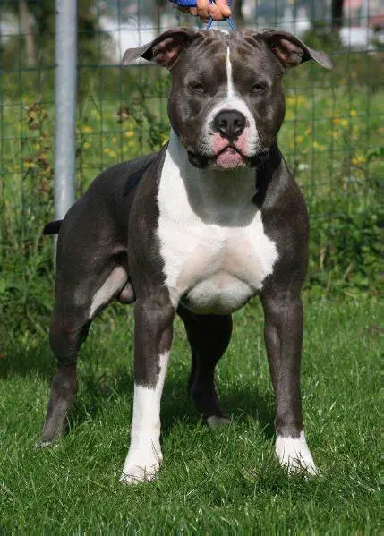 Spiksplinternieuw Blue Amstaff Latin Lover Reef ZS-92