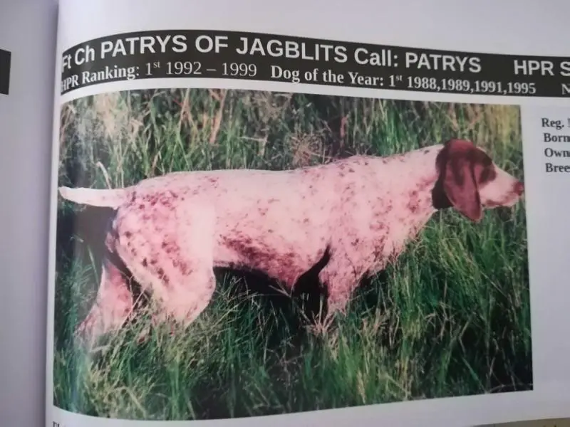 Pointabird Patrys of Jagblits