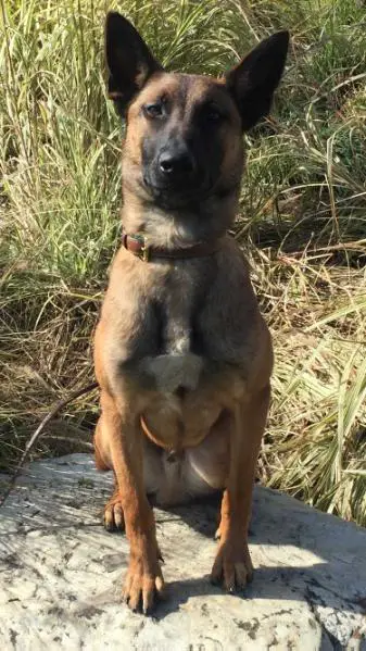 dantero malinois