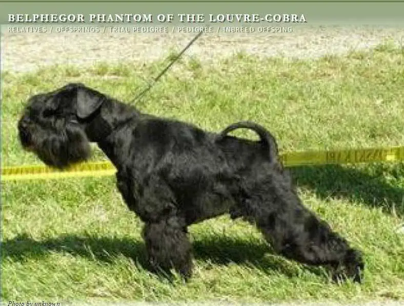 BELPHEGOR PHANTOM OF LUVRE-COBRA