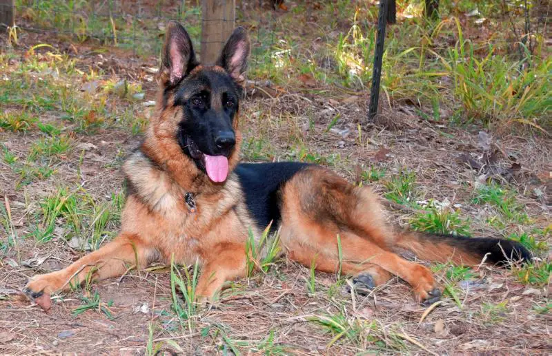 von der otto german shepherds