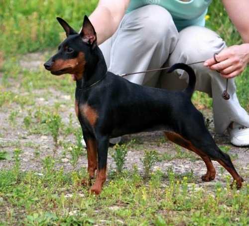 FANTAZY FLY RUSKAYA RAKETA