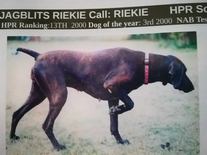 JAGBLITS RIEKIE