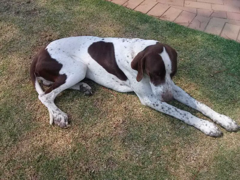 SIR DUKE OF ASHTON