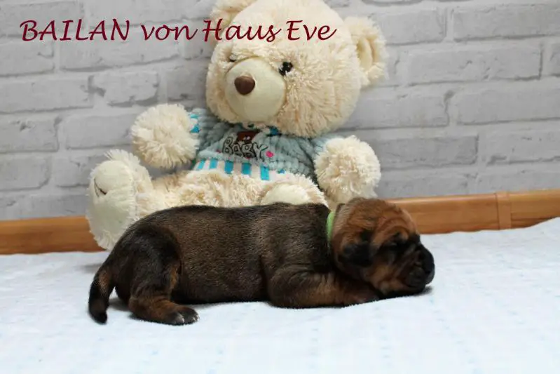 BAYLAN von Haus Eve