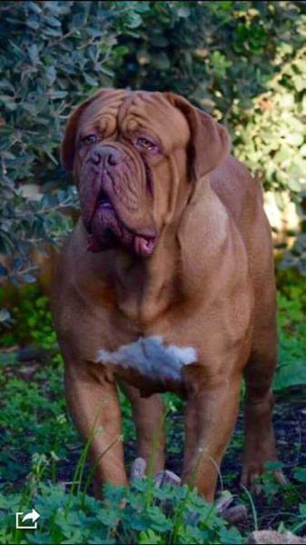 big dogue de bordeaux