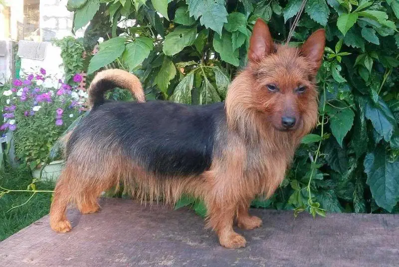 Burlesk s Nayanova dvora