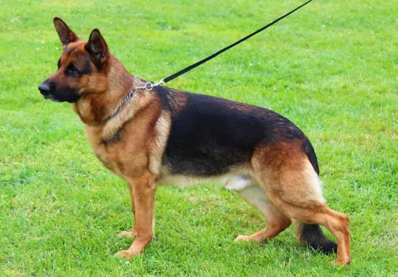 shiraz german shepherds