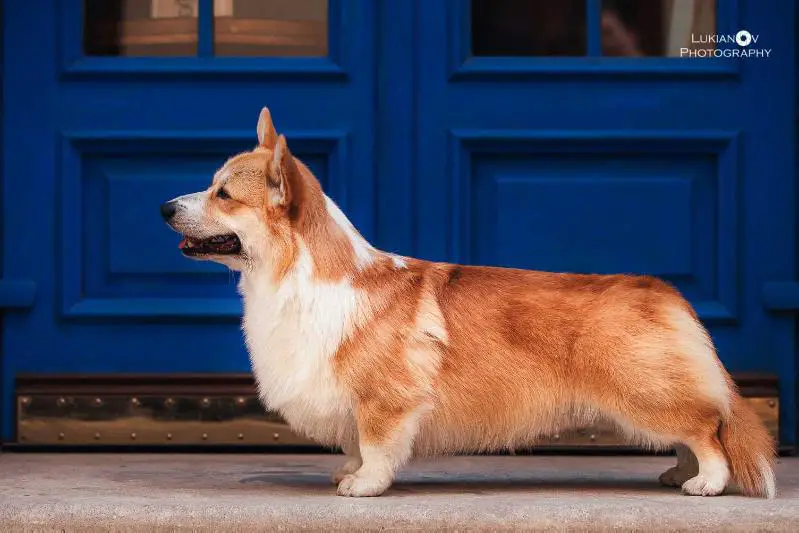 chocolate corgi