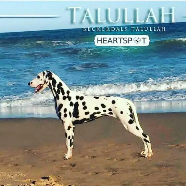 Beckerdals Tallulah