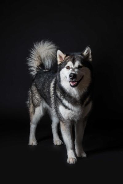 austrian malamute