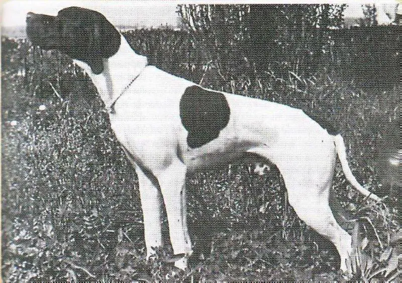 CLASTIDIUM ISLO
