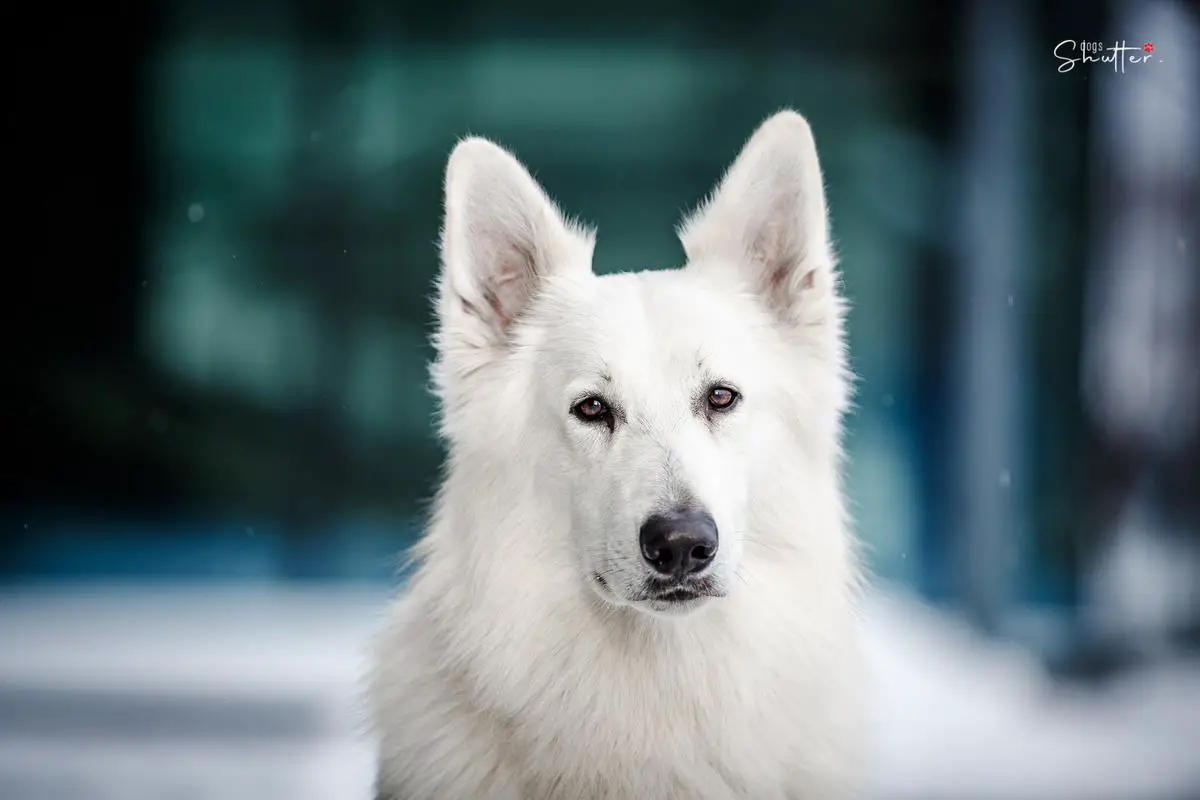 ELENDIL Zeichen Von Wolf