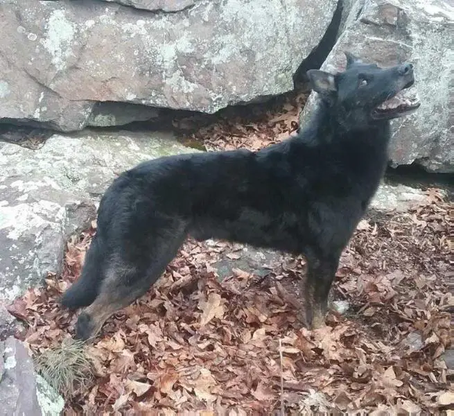 Ozark Howler's Kane
