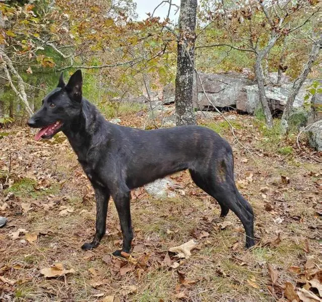 Ozark Howler's Rogue