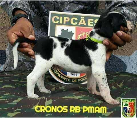 Cronos RB da PMAM