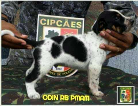 Odin RB da PMAM