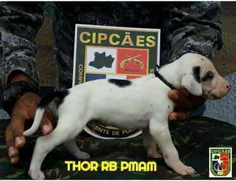 Thor RB da PMAM