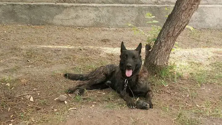 TUNDRA (DE HOYOS)