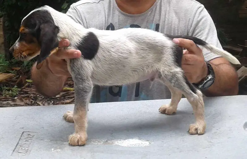 Kiko RB do Mundurucânia