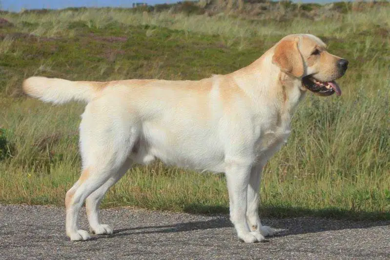 Seawind Polish Poker Labrador