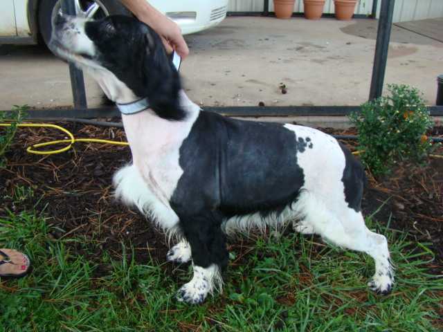 Sammy's Wheatie