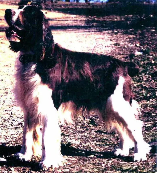Spanky Spaniel III