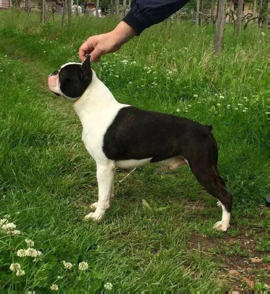 Gentle Boy of Nimiloxus