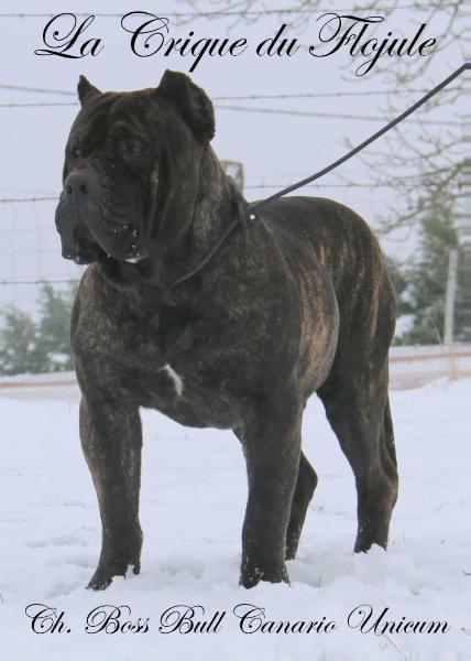Boss Bull Canario Unicum