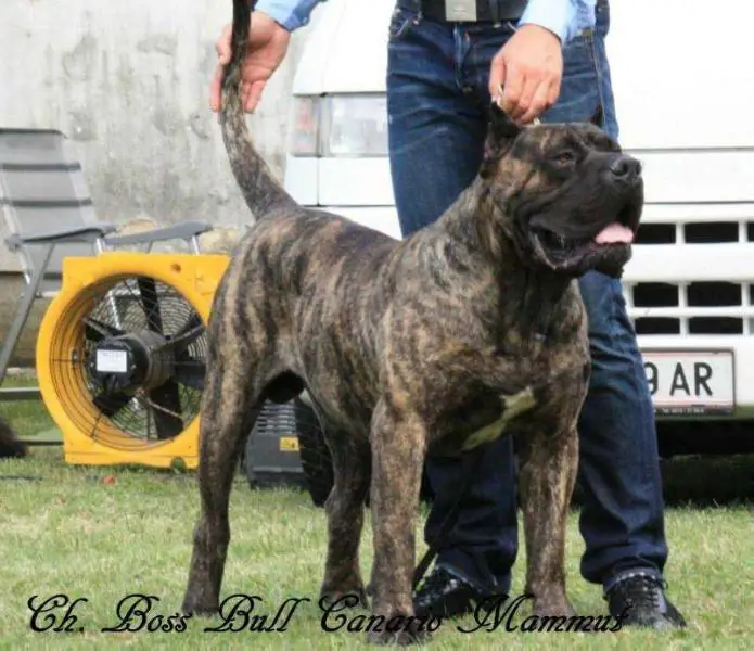 Boss Bull Canario Mammut