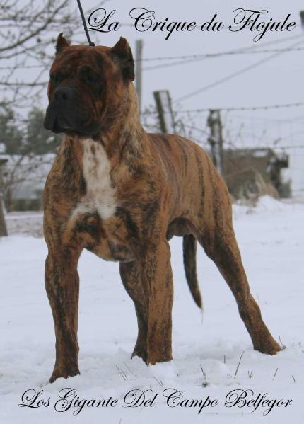 Los Gigante del Campo Belfegor