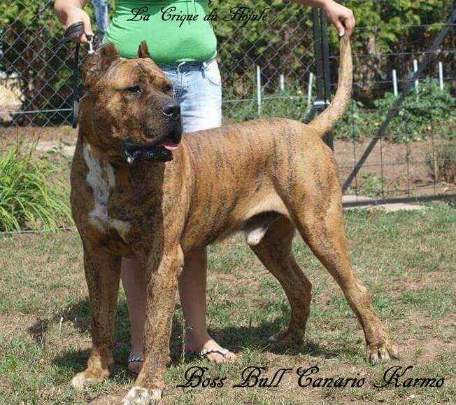 Boss Bull Canario Karmo