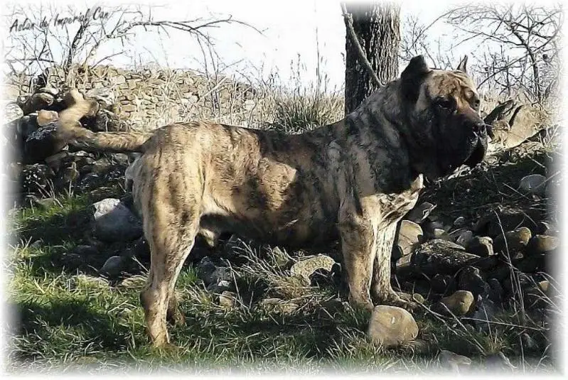 Aslan de Imperial can