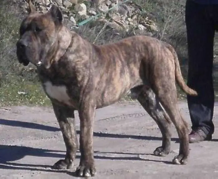 Supercan de Cordogcan