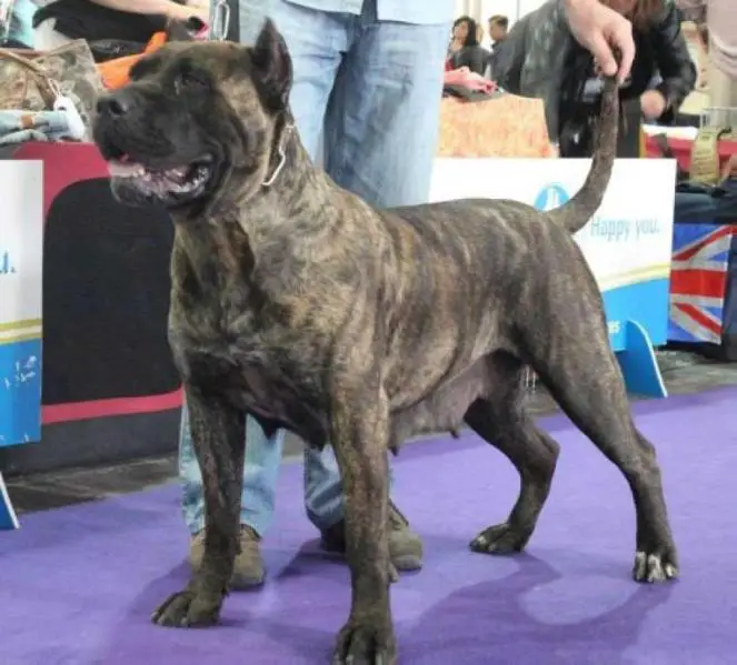 Alentado de Perro Amina