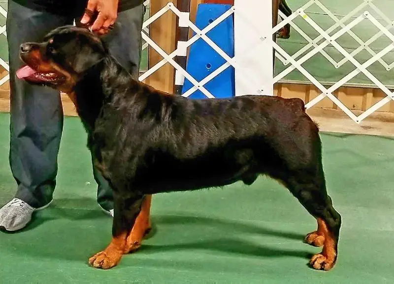 darkstarr rottweilers