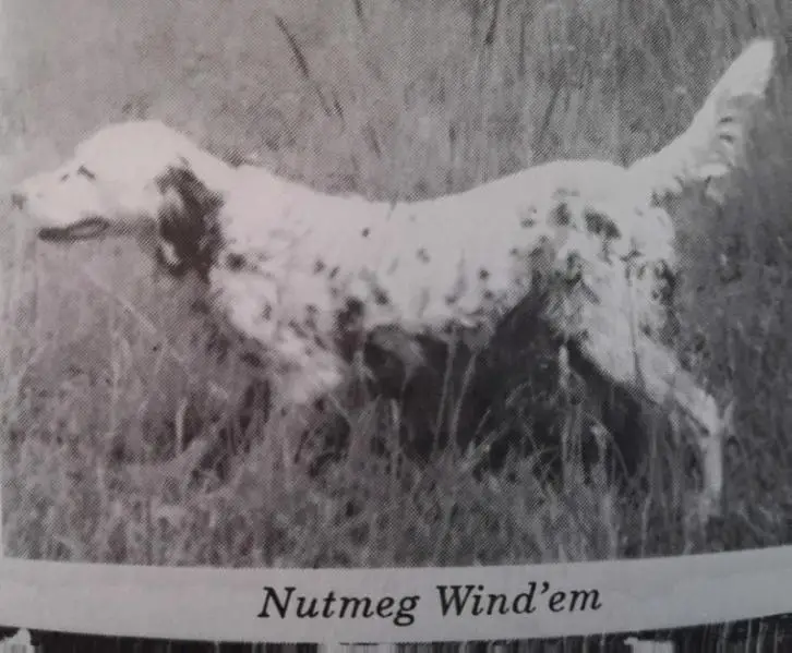 NUTMEG WINDEM