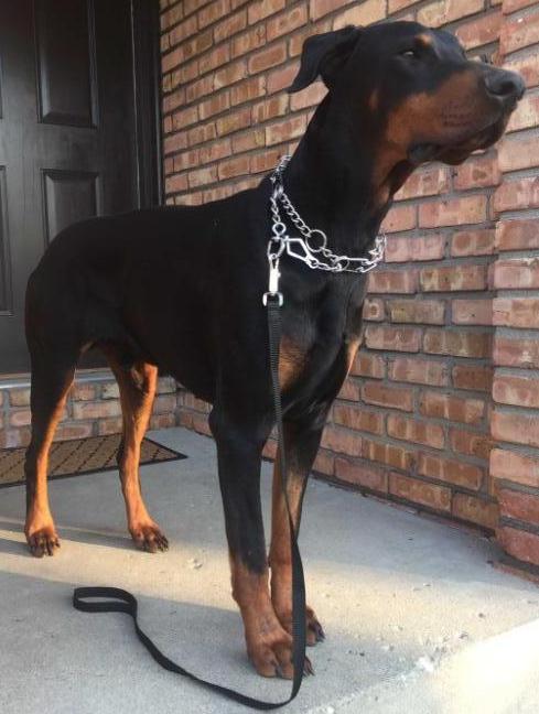 Olivet dobermans 2025