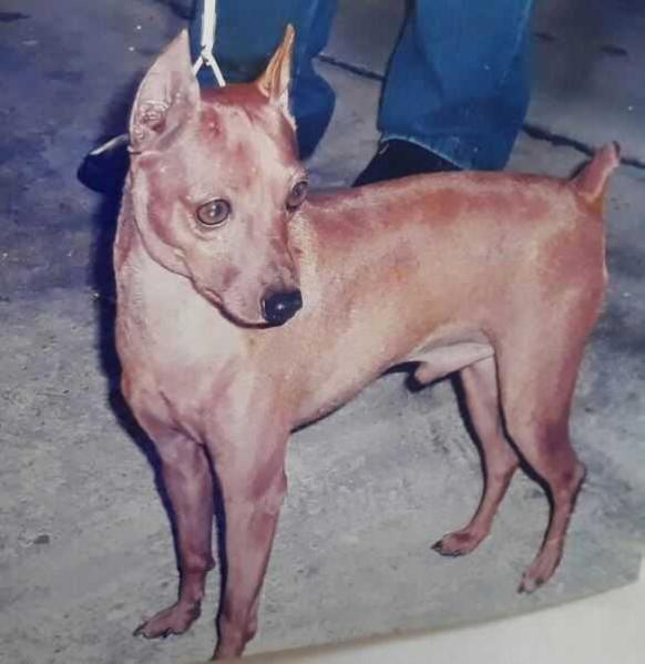 Jose Kauan EUFELINE