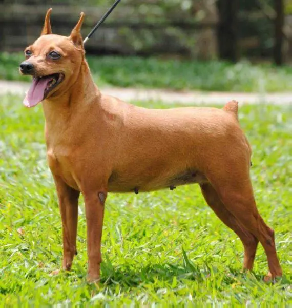 Bella do EUFELINE