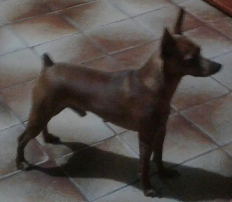 Baltazar PM do Mundurucânia
