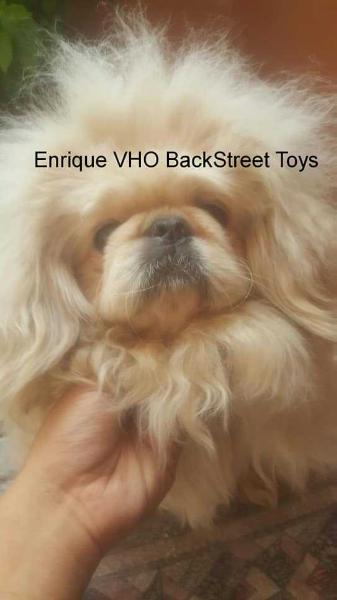 Enrique VHO BackStreet Toys